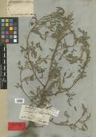 Image result for Indigofera astragalina-hirsuta