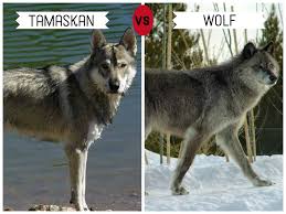 11 Dogs That Look Like Wolves Wolf Dog Tamaskan Dog Pet Wolf