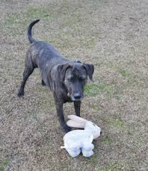 Its open wire panels allow you to customize your pet's play space, including the ability to add on additional kits and build up the height of the pen. Pros And Cons Of Installing Wire Pet Fencing For Dogs Trixie Tells All