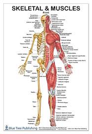 Muscle (involuntary), as contrasted with sphincter ani externus, which is skeletal muscle (voluntary). Amazon Com Skeletal Muscles Front View Poster 24x36inch For Physical Fitness Working Out Muscular System Anatomical Chart Office Products