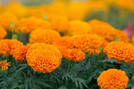 Image result for tagetes)