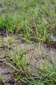 Image result for Scleria poiformis