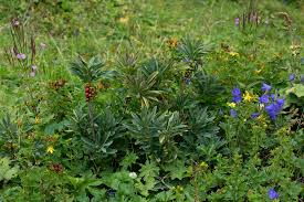 Image result for Daphne mezereum