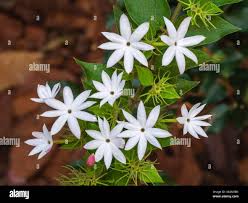 Image result for Jasminum multipartitum