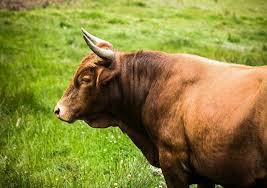 تفسير حلم رؤية البقر للنابلسي. ØªÙØ³ÙŠØ± Ø­Ù„Ù… Ø±Ø¤ÙŠØ© Ø§Ù„Ø«ÙˆØ± ÙÙ‰ Ø§Ù„Ù…Ù†Ø§Ù…