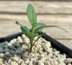 Image result for Ipomoea lapathifolia