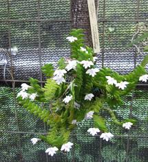 Image result for Angraecum distichum