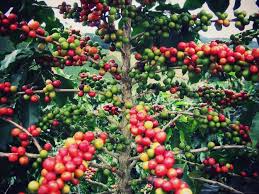 Coffee Beans Are Actually The Pit Of A Berry Which Makes Them A Fruit The Best Fruit Coffee Plant Coffea Arabica Growing Coffee