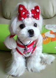 Maybe you would like to learn more about one of these? 15 Maltese Haircuts Hairstyles White Fluffy And Looking Fabulous