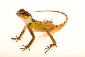 Image result for Eulophia arenicola