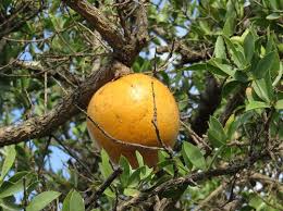 Image result for Strychnos lucens