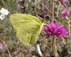 Flowers that attract hummingbirds can be the blooms of shrubs, perennials, trees and annuals. Container Plants For Hummingbirds And Butterflies