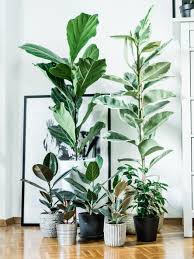 Image result for Ficus variifolia