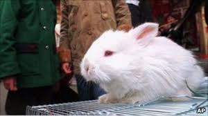 Useless feet slave swgtsdrawing 629 8. Chinese Rabbit Crushing Video Condemned Bbc News