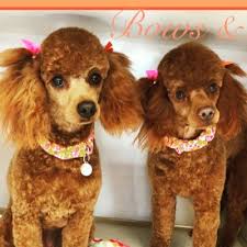 Check spelling or type a new query. Pampered Pets Grooming Spa Pamperedpetsde Twitter