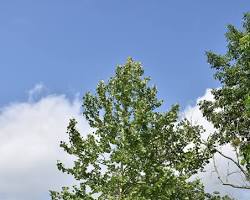 Image of Mexican Sycamore tree