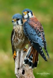 Birds Of Prey Full Movie Free Reddit 55 Unique Images Of Birds That You Will Love Beautiful Birds Animals Pretty Birds