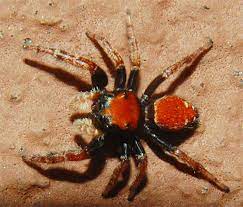 Orange and black spider georgia. Black And Red Spider Phidippus Whitmani Bugguide Net