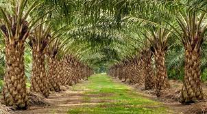 Industri minyak kelapa sawit adalah salah satu industri kunci untuk perekonomian indonesia. Malaysia Dan Indonesia Tubuh Tabung Tangani Kritikan Terhadap Kelapa Sawit