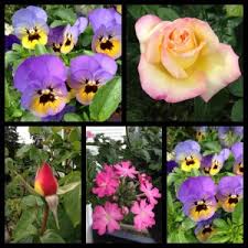 We deliver flowers to dunstable, houghton regis and the surrounding villages, including eaton bray, edlesborough, totternhoe, kensworth, studham. Kinds Of Flowers And Their Names Archives Answering All Kinds Of Questions Kindsof Com Kinds Of