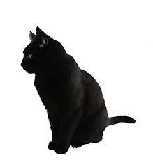 Blackcat Google Search People Png Black Cat Cat Sitting