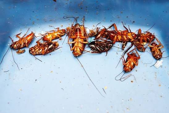 How to Get Rid of Cockroaches | Treat Cockroaches | TERRO.com