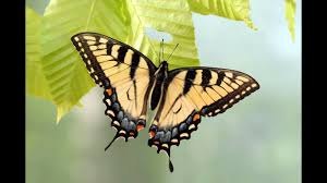 Check spelling or type a new query. Swallowtail Butterfly Cocoon Hatching Youtube