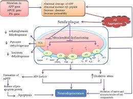 Ein besessener, der sich in jeder rolle neu entdeckt: Role Of Mitochondrial Dysfunction Oxidative Stress And Autophagy In Progression Of Alzheimer S Disease Journal Of The Neurological Sciences
