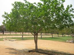 Image result for Millettia