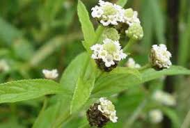 Image result for Lippia woodii