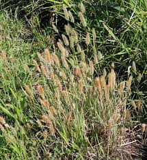 Image result for Polypogon