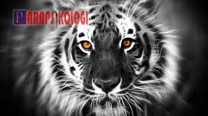 Disini lah kita akan mengenal info lebih lanjut lagi dengan khodam macan loreng Tertarik Memiliki Khodam Macan Putih Ini Mari Simak Cara Memanggil Khodam Macan Putih Berikut Sebelumnya Anda Harus Tahu Dulu Mantra Kho Putih Mantra Gambar