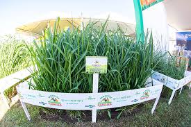 Image result for Panicum maximum