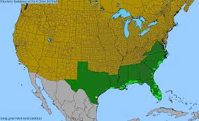 Image result for Lactuca imbricata