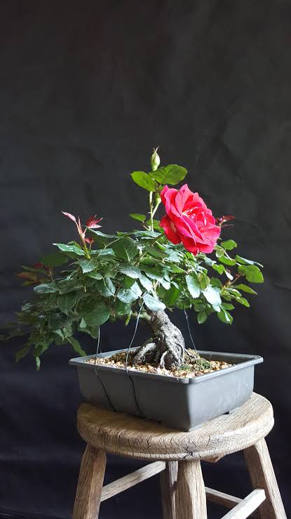 Rosa - in formazione : r/Bonsai