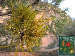 Image result for Viscaceae