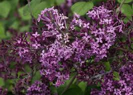 Same day delivery if ordered before midday. Proven Winners Syringa Bloomerang Dwarf Purple Lilac 4 Pot Shrubs Plants Seeds Bulbs Amaltheiayada Gr