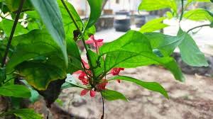 Image result for Clerodendrum umbellatum