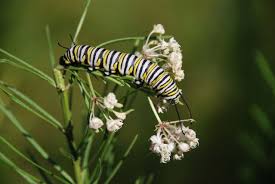 A Caterpillar Feeding On A Whorled Milkweed Milkweed Raising Monarch Butterflies Pollinator Garden