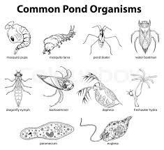 illustration of common pond organisms stock vector colourbox