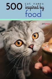 I'm used to using things like princess, my prince, miss _____, etc etc etc, and i know it's easy enough to just not say those terms, but i'd rather have good alternatives instead. Food Cat Names 500 Cute Funny Food Names For Cats