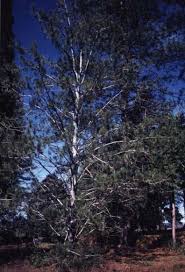 Image result for Gerardiina