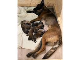 Beautiful and intelligent belgium malinois female for sale in kenya she is very protective, strong, and territorial, great for guarding and as a. First Litter Of Belgian Malinois Puppies In Gilbert Arizona Puppies For Sale Near Me