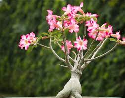 Maybe you would like to learn more about one of these? Proses Budidaya Tanaman Adenium Saat Panen Dan Pasca Panen Berbagi Tanam
