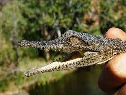 Alligators and crocodiles, both commonly known as crocodilians, are some of the most powerful and intriguing creatures on the planet. What S The Difference Between A Crocodile And An Alligator Ucl Ucl Culture Blog