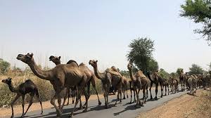 Camels form the genus camelus. Take A Camel Ride Ikaki Bagh