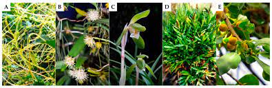 Di perusahaan kami, untuk jenjang karir sangat terbuka untuk para karyawan. Biomolecules Free Full Text Vascular Epiphytic Medicinal Plants As Sources Of Therapeutic Agents Their Ethnopharmacological Uses Chemical Composition And Biological Activities Html