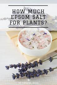 Using epsom salts as a spray or add with soil helps to increase tomato and pepper production using just one or two tablespoons of epsom salt to fully grown plants or planting time you can i'm often to blogging and i actually recognize your content. How Much Epsom Salt For Plants To Get Tasty Veggies All Natural Ideas