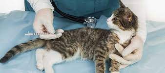 Harga vaksin kucing disesuaikan dengan jenis vaksin itu sendiri. Update Terkini Biaya Konsultasi Dan Pengobatan Di Dokter Hewan Daftar Harga Tarif