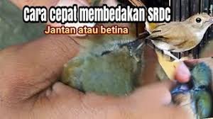 Download now gambar burung jongkangan jantan dan betina. Sikatan Rimba Jantan